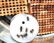 Dormant mason bees are delivered to the grower in a plastic tube with the hole taped closed. As soon as conditions warm up and the tape is removed, the bees will emerge. (Courtesy of Crown Bees.)