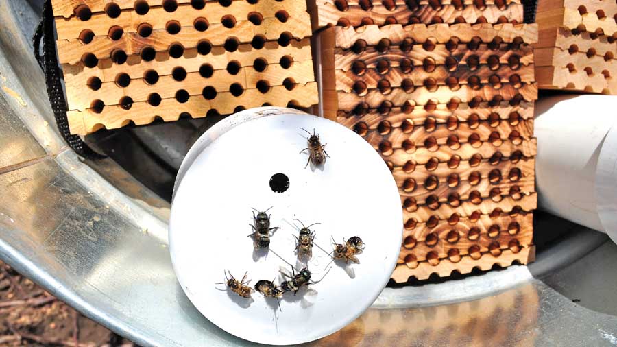 Dormant mason bees are delivered to the grower in a plastic tube with the hole taped closed. As soon as conditions warm up and the tape is removed, the bees will emerge. (Courtesy of Crown Bees.)