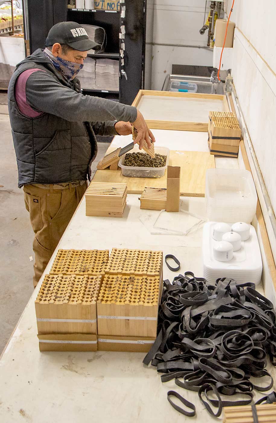 Mason bees require year-round commitment. In December, Juan Aveces of Campbell Orchards cleans nesting boxes to harvest cocoons and prepare the boxes for the following year’s bees. (Ross Courtney/Good Fruit Grower)