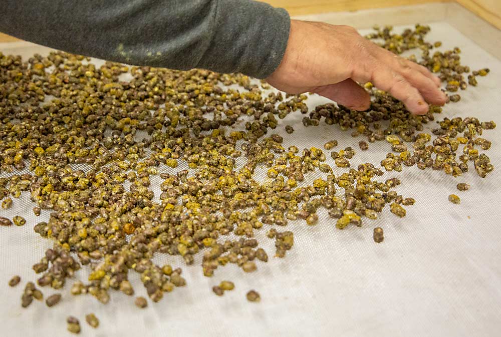 After rinsing the cocoons in a bleach solution, Aceves scatters them to dry on a screen before refrigerated storage for the winter.(Ross Courtney/Good Fruit Grower)