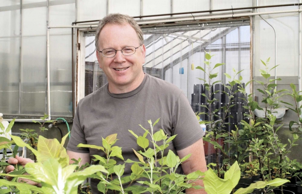 In a greenhouse trial, Mark Mazzola is growing various rootstocks. After a time, he will plant them in soil in which other rootstocks have been growing and monitor their growth to find out if growth differences are related to the different complexes of microorganisms associated with the various rootstocks. (Geraldine Warner/Good Fruit Grower)