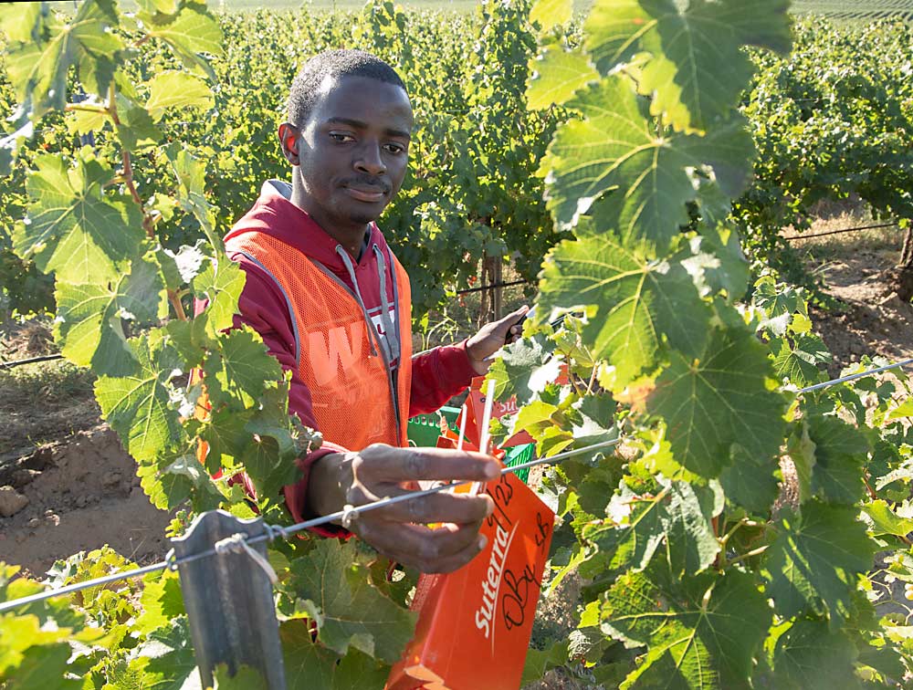 Washington State University doctoral student Stephen Onayemi swaps out traps in late September in a Columbia Crest Sauvignon Blanc vineyard near Paterson, Washington, as part of mealybug mating disruption research. (Ross Courtney/Good Fruit Grower)