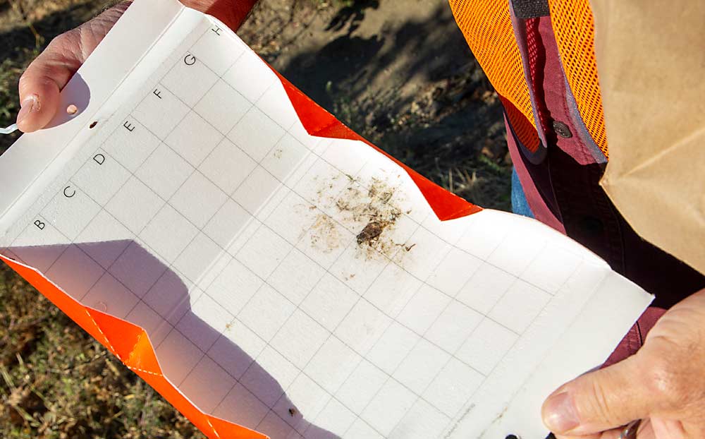 With the exception of one wayward moth and some dust, this clean trap shows pheromone disruption working in one block, while the trap from a control block without pheromone dispensers caught mealybugs by the thousands. (Ross Courtney/Good Fruit Grower)