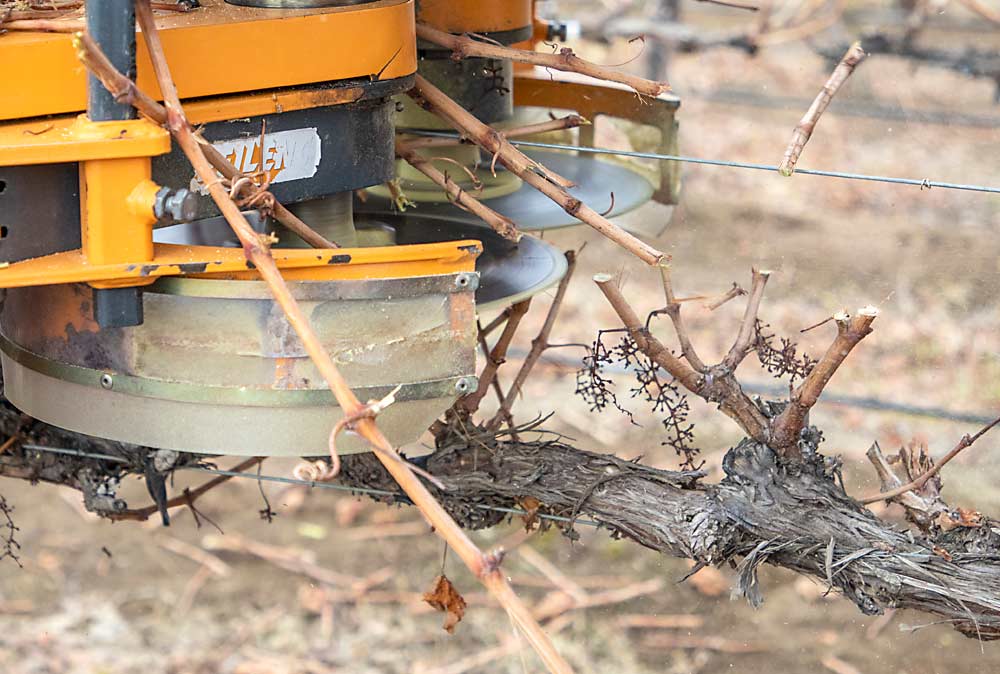 During prepruning, Ochoa sets the blades of the Pellenc 10 inches above the cordon, intentionally leaving some decisions for the company’s skilled hand pruners. (Ross Courtney/Good Fruit Grower)