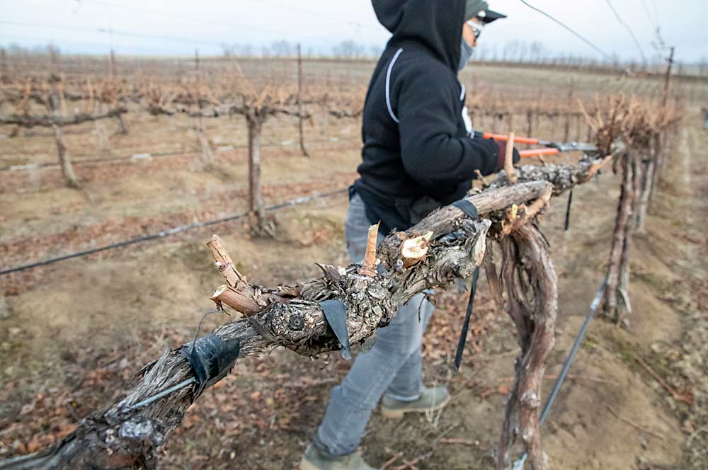 After prepruning, veteran employee Adela Ramos hand prunes a block of Merlot to leave spurs roughly 6 inches apart, each with two buds. (Ross Courtney/Good Fruit Grower)