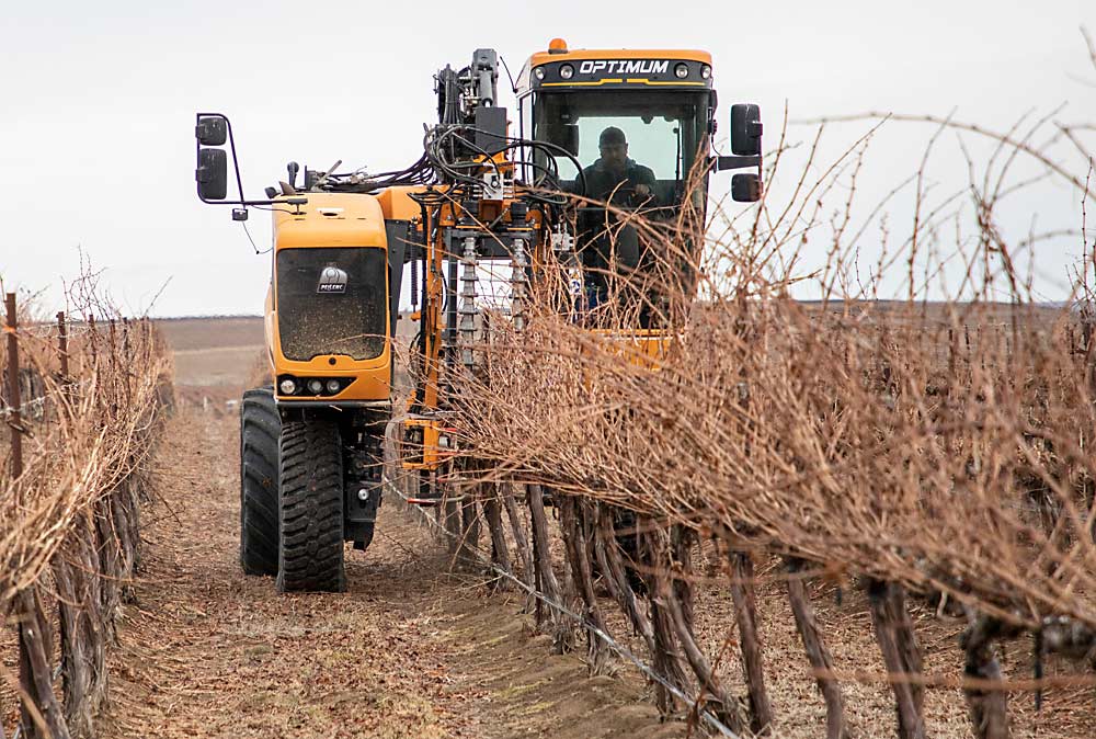 Hector Ochoa preprunes a block of Cabernet Sauvignon with a Pellenc TRP Precision Pruner at Coyote Canyon Vineyard near Alderdale, Washington, where farm supervisors have settled into a mixture of mechanical and hand labor to prune for efficiency and grape quality. (Ross Courtney/Good Fruit Grower)