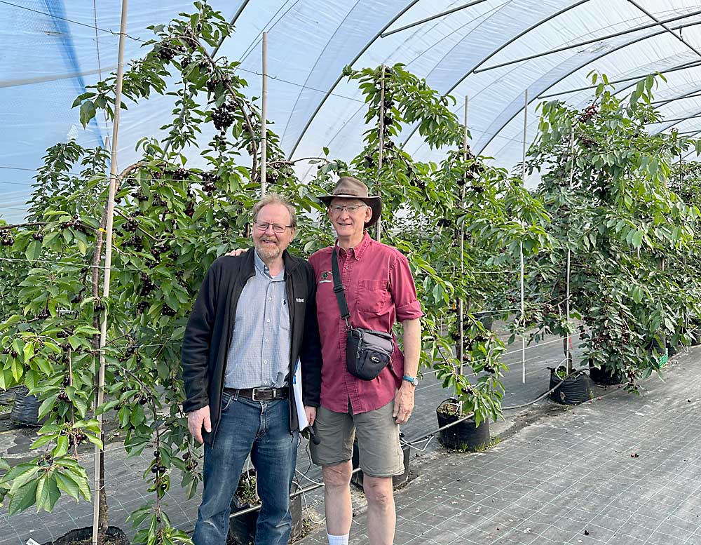 Professor Mekjell Meland, left, an expert in fruit crop physiology at the Norwegian Institute of Bioeconomy Research, poses with Greg Lang from Michigan State University, in a research cherry tunnel linked to the Bioforsk Research Center. (Susan Poizner/for Good Fruit Grower)