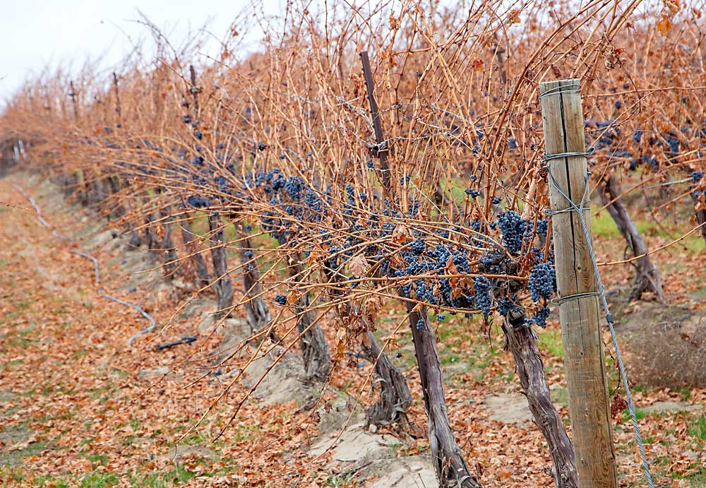 Cabernet sauvignon grapes hang unharvested in late November in the Horse Heaven Hills growing area of Washington. (Ross Courtney/Good Fruit Grower)