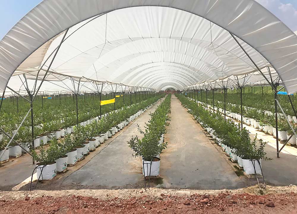 Blueberries grown in coconut coir substrates in Ixtlahuacán del los Membrillos, Mexico. Blueberries grown in substrates are often grown under plastic tunnels. (Courtesy David Bryla/U.S. Department of Agriculture)