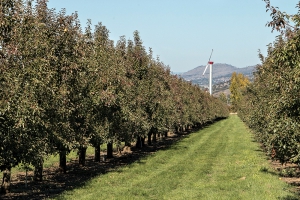 California and Oregon tree fruit