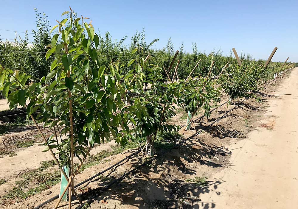 Some of IFG’s cherries fall into a more moderate chill range and could be good early cherries for growers in the Pacific Northwest. (Courtesy IFG)