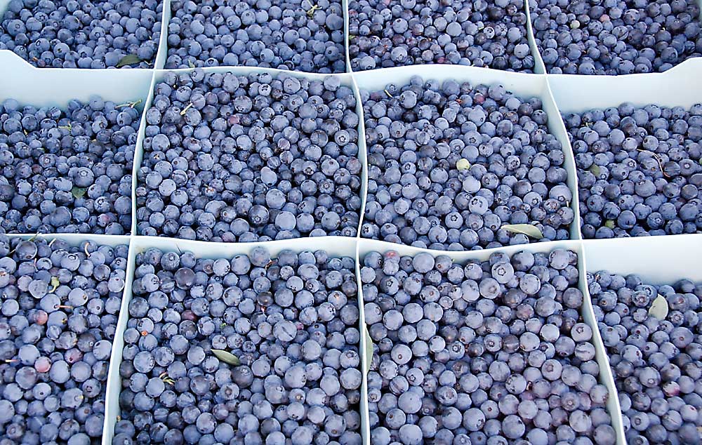 Mini Blues, a recent release from the U.S. Department of Agriculture and Oregon State University cooperative breeding program, is a northern highbush cultivar with small, aromatic berries and intense, sweet flavor. It’s one of many new varieties available to growers. (Courtesy Chad Finn/USDA Agricultural Research Service)