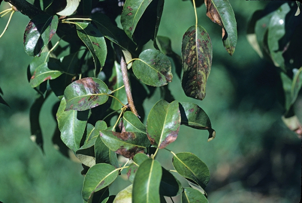 High populations of spider mites can turn pear leaves black. <b>(Courtesy Elizabeth Beers)</b>