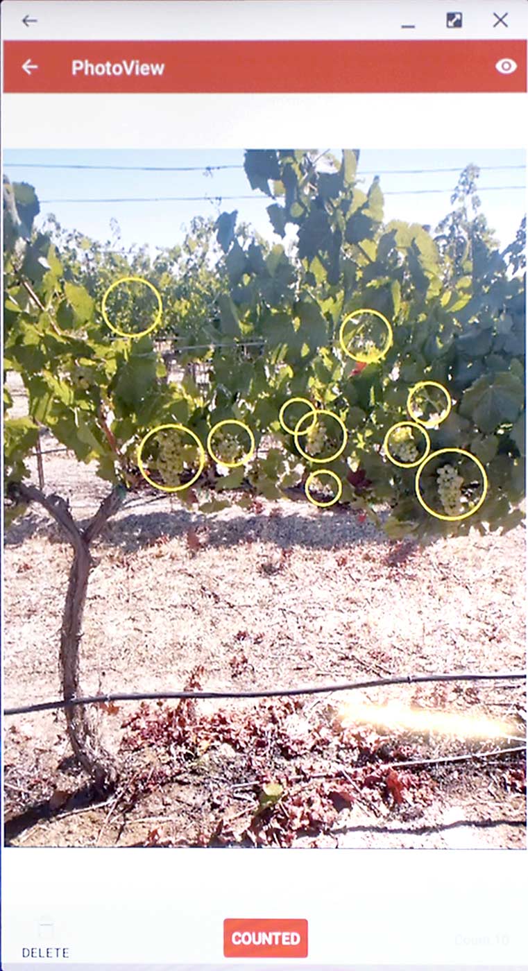 Grapevine image captured via smartphone in Washington State University trials. The little yellow circles highlight the way the WSU camera counts clusters. The WSU and Cornell projects are separate but are working toward the same goal. (Courtesy Manoj Karkee/Washington State University)