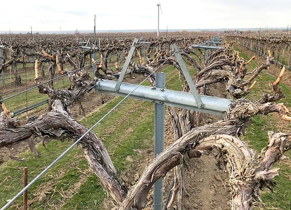 A modified Geneva Double Curtain wine grape trellis. (Courtesy Casey McClellan/Seven Hills Winery)