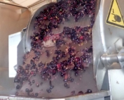 Photo by Leslie Mertz During the heating phase, fruit pulp separates from the juice. The slow heating and rapid cooling process have concentrated the color, tannins, and sugar in these grapes, while removing detracting characteristics, including the vegetal taste that is common in fruits that have not achieved their full ripeness. Photo by Leslie Mertz.