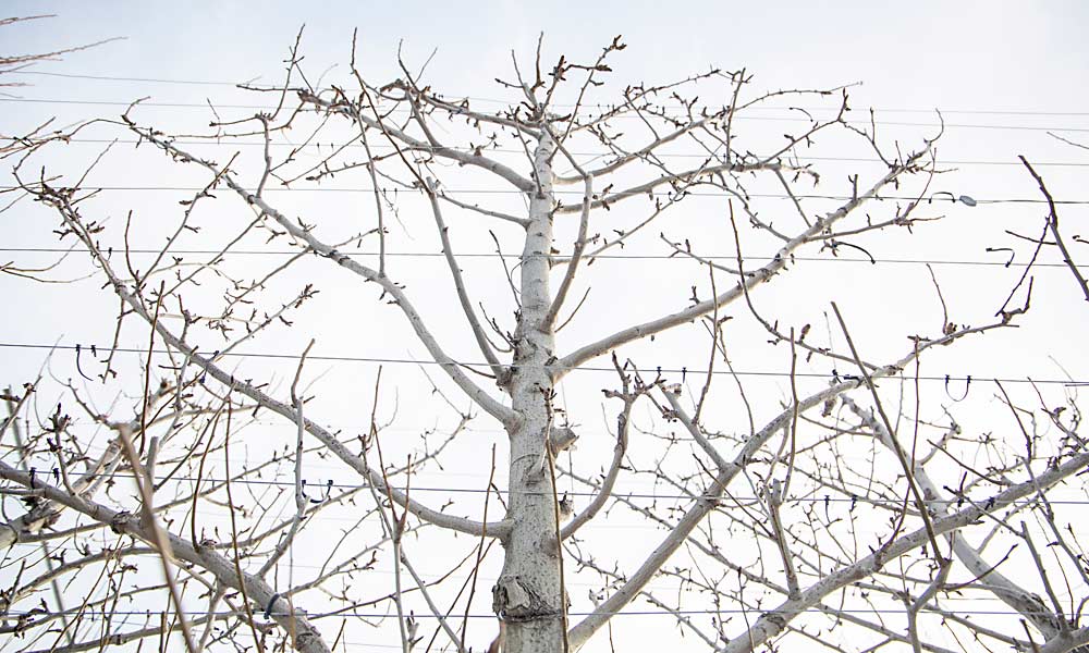 Mount Adams’ Spanish-speaking crews call this two-dimensional “turkey tail” fan system “pavo real,” translated as “peacock.” Though the system requires intensive training and tying in the first three years, it minimizes pruning, with about 15 growing points to disperse vigor and encourage early cropping. This Anjou block yielded 45 bins per acre in Year 4 and 48 in Year 5. (Ross Courtney/Good Fruit Grower)