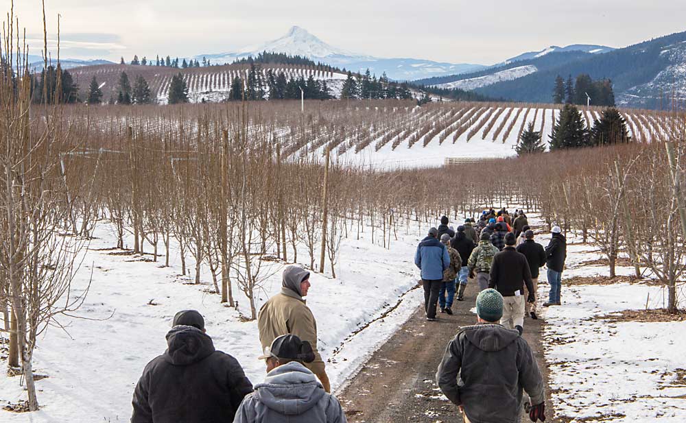 Growers, researchers and industry representatives walk through Mount Adams Fruit’s orchards in January 2023 for a pruning tour near White Salmon, Washington. Pears were a big topic, as managers showed how they keep Anjous and Bartletts in two-dimensional, high-density systems. (Ross Courtney/Good Fruit Grower)