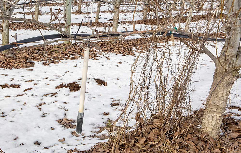 Going organic means crews at Mount Adams must mow weeds instead of spraying them. So, they inverted the under-canopy sprinklers, hanging emitters roughly 18 inches from the ground, which allows the mower to reach harmlessly underneath. (Ross Courtney/Good Fruit Grower)