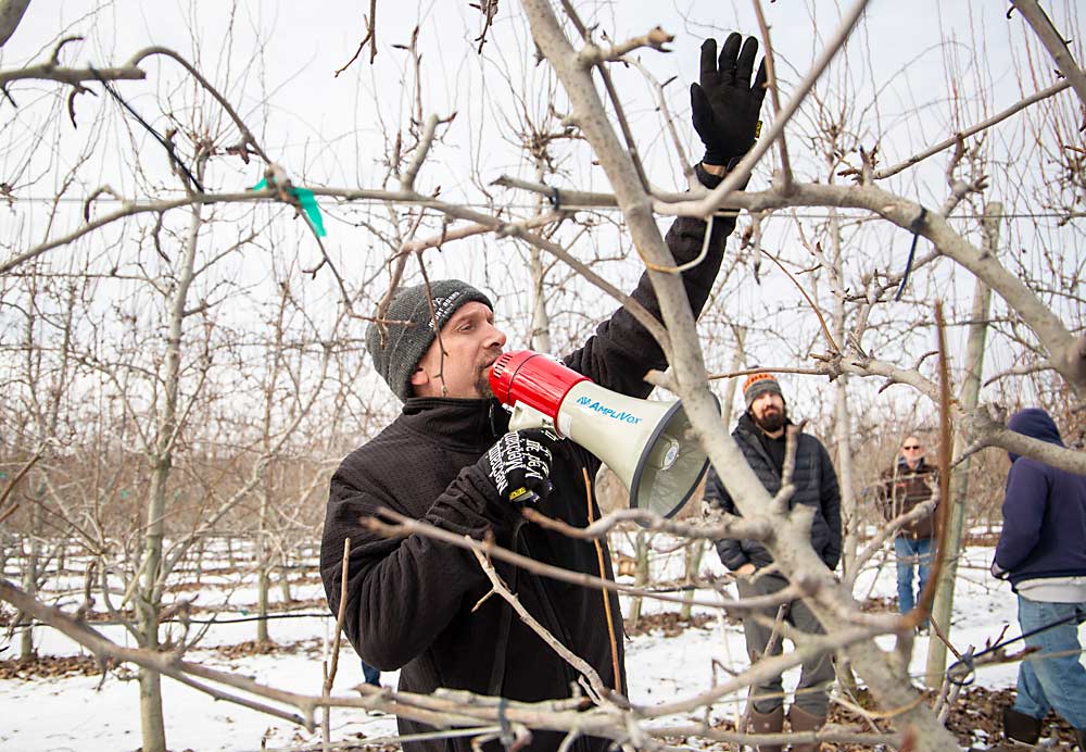 Orchard manager Tim Pitz discusses how his crews prune branches short, stiff and flat in this organic Anjou and Bartlett block trained to three vertical leaders. (Ross Courtney/Good Fruit Grower)