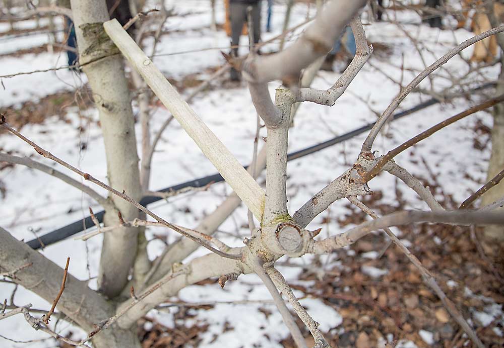 Crews use pieces of wood to encourage crotch angles of 35 to 45 degrees early in a tree’s life. (Ross Courtney/Good Fruit Grower)