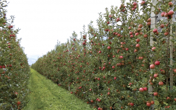 Pink Lady trees bear fruit on multileader trees, in a fruiting wall that looks like spindle trees with fewer trunks. <b>(Courtesy Alberto Dorigoni)</b>