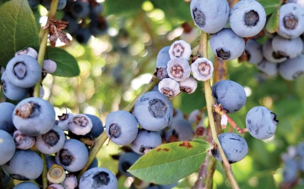 Spores infect flowers and fruit on blueberry plants, resulting in wrinkled, pumpkin-shaped berries that fall off the plant and provide a home for the pathogen to overwinter. (Courtesy Dalphy Harteveld)