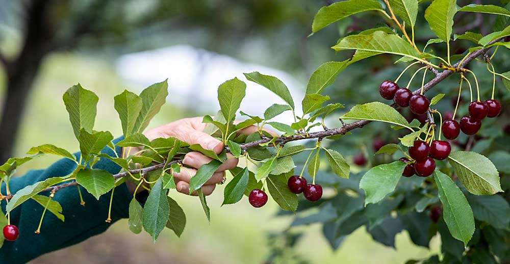 Amy Iezzoni observes Balaton cherries at the Northwest Michigan Horticulture Research Center. She released Balaton, a Hungarian variety, into the U.S. market in the late 1990s. (Matt Milkovich/Good Fruit Grower)
