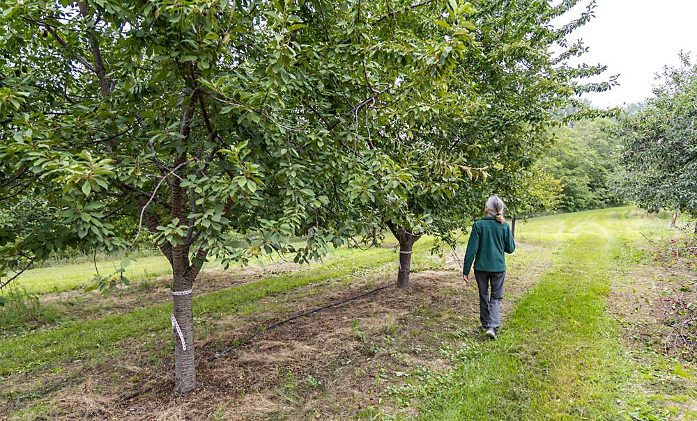 Iezzoni walks through a tart cherry trial block at the Northwest Michigan Horticulture Research Center. Still active, she plans to pass the baton, and the genetic building blocks she’s discovered, to a successor. (Matt Milkovich/Good Fruit Grower)