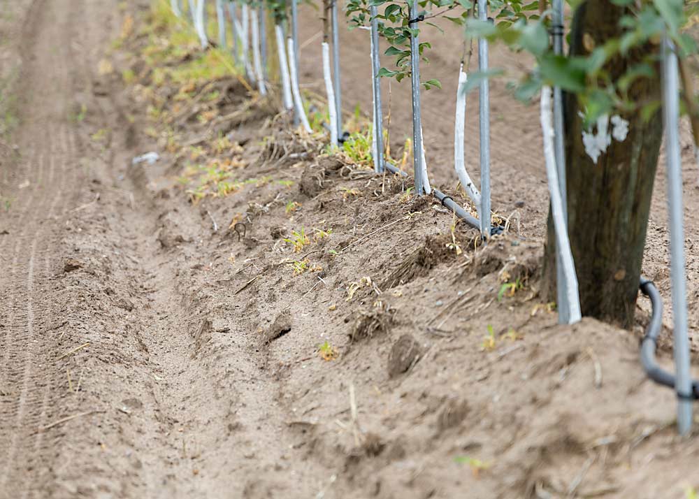One of Travis Bratschi’s mounded rows at his Northwest Michigan orchard. The Honeycrisp trees on Nic.29 were planted in 2014. Bratschi started mounding his Honeycrisps to boost their vigor and protect them from cold damage. (Matt Milkovich/Good Fruit Grower)