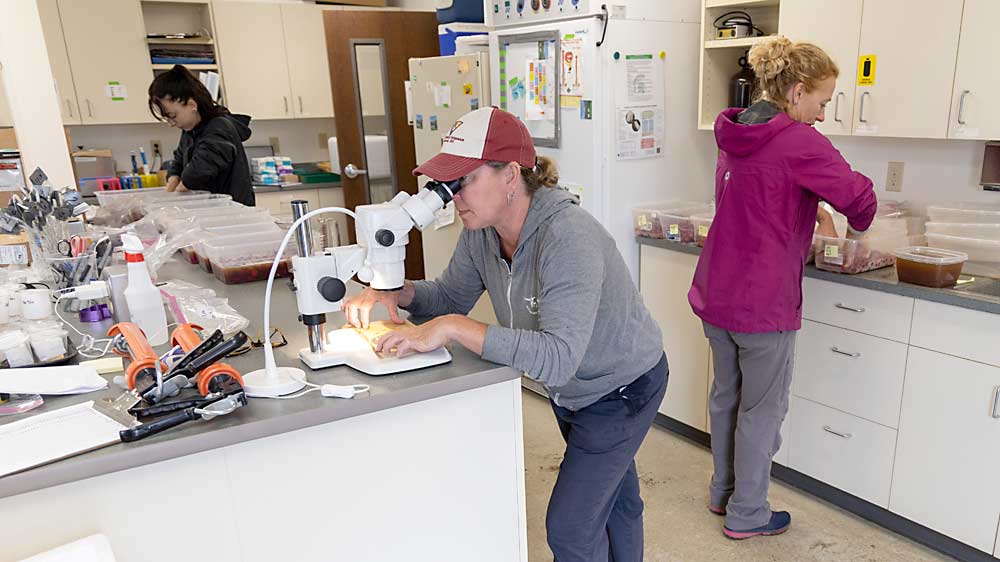 Center coordinator Nikki Rothwell, foreground, looks for spotted wing drosophila in a microscope at the Northwest Michigan Horticulture Research Center in July. Rothwell’s team was analyzing results from SWD trials. (Matt Milkovich/Good Fruit Grower)