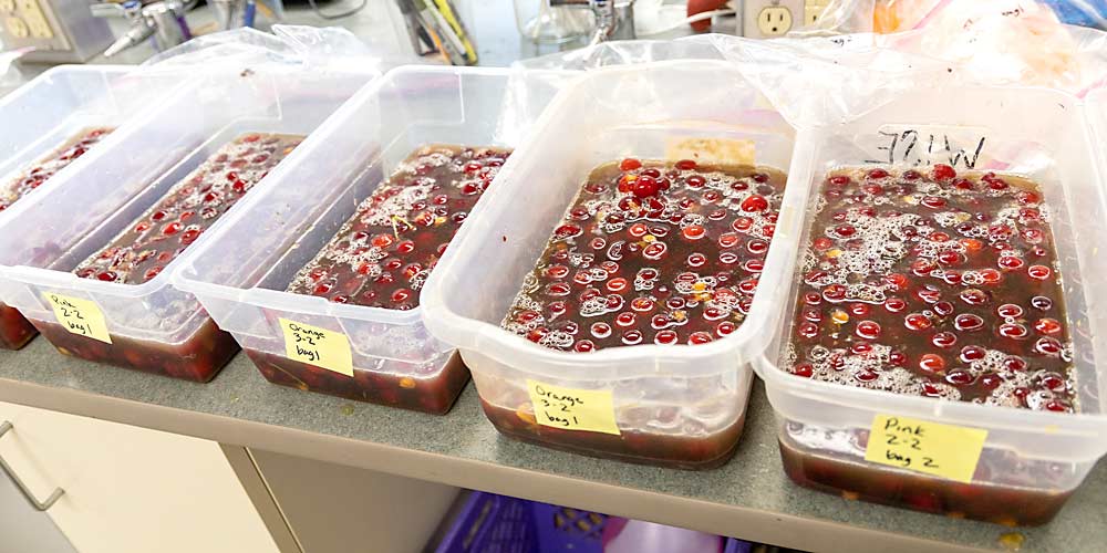The MSU research team filtered spotted wing drosophila larvae out of these cherry samples, one of their many projects testing SWD control methods for Northwest Michigan cherry orchards. (Matt Milkovich/Good Fruit Grower)