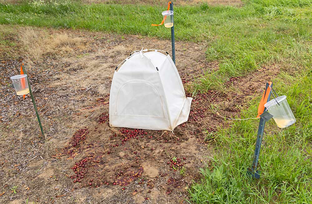 Spotted wing drosophila traps at the Northwest Michigan Horticulture Research Center surround a white mesh tent covering a pile of cherries that was either crushed or mixed with chicken manure to deter SWD. The clear cups are full of a yeast mixture and were placed to measure SWD numbers near the treated waste fruit. (Matt Milkovich/Good Fruit Grower)