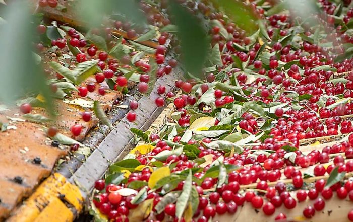 The U.S. tart cherry industry is seeking a geographical indication for its domestically produced Montmorency tart cherries, such as these being harvested in Northwest Michigan in July 2021, as a way to differentiate its products from foreign competition. (Matt Milkovich/Good Fruit Grower)