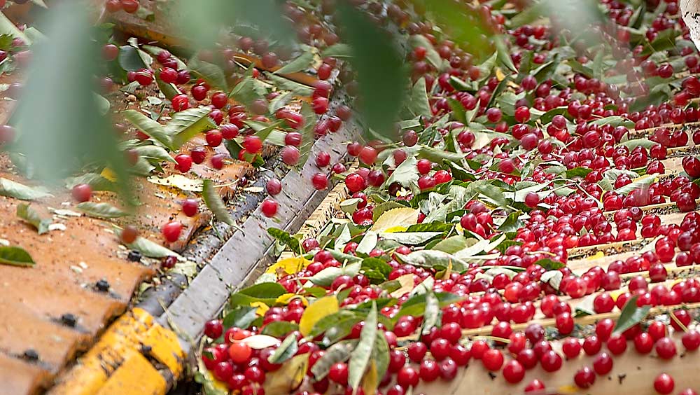 The U.S. tart cherry industry is seeking a geographical indication for its domestically produced Montmorency tart cherries, such as these being harvested in Northwest Michigan in July 2021, as a way to differentiate its products from foreign competition. (Matt Milkovich/Good Fruit Grower)