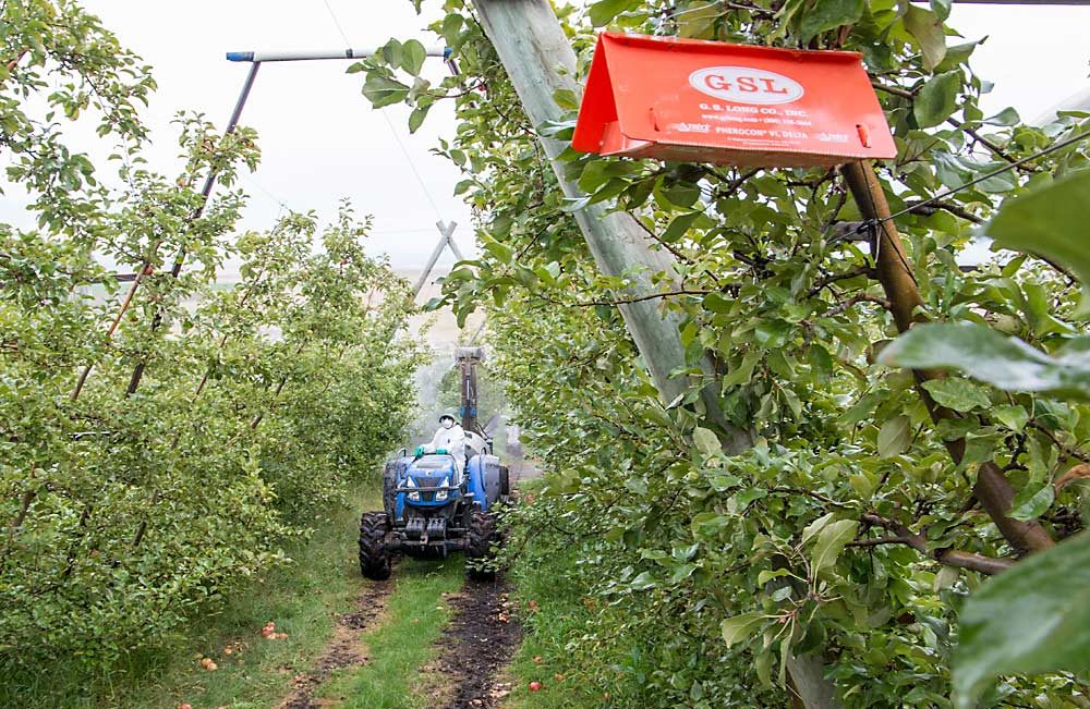 Valle sprays nematodes in a Honeycrisp block, where they are intended to feed on codling moth larvae overwintering in the bark. (Ross Courtney/Good Fruit Grower)