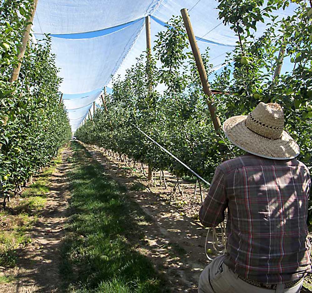Double-duty nets protect apple crop - Good Fruit Grower
