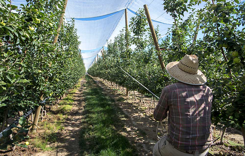 Octavio Lopez of McDougall and Sons demonstrates deploying and retracting the curtain-style nets in July over a Honeycrisp block near George, Washington. Users say the approach saves labor over fixed net systems. (Ross Courtney/Good Fruit Grower)