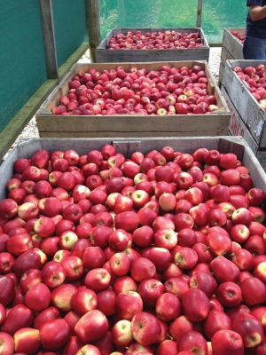 Harvest of Breeze apples.