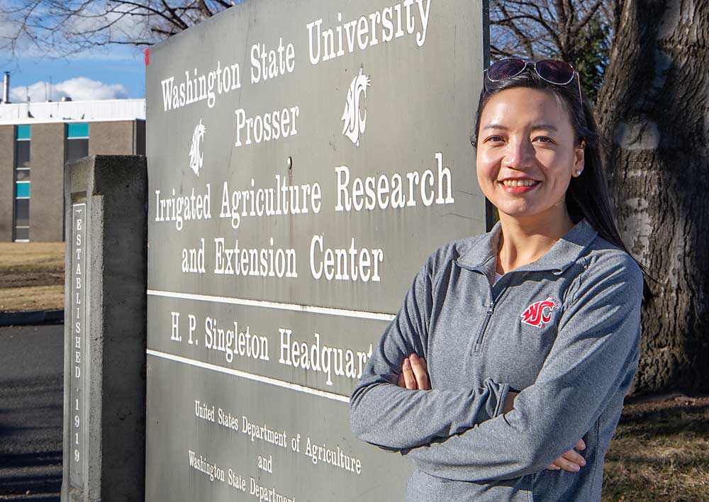 Washington State University’s new specialty-crop-focused weed scientist, Rui Liu, at the Irrigated Agriculture Research and Extension Center in Prosser. (Ross Courtney/Good Fruit Grower)