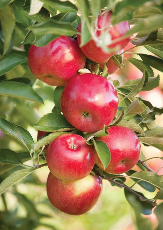 RubyFrost, formerly known as NY2. (Courtesy New York Apple Growers)