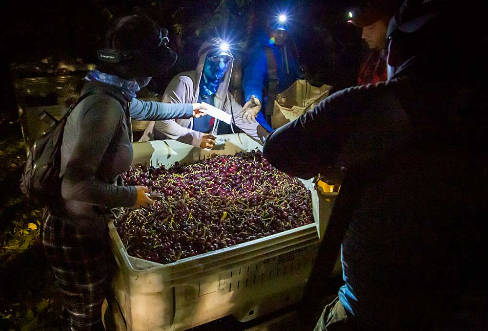 Beating the heat by working at night, Estrella Martinez, left, and Maria C. Contreras, center, check Skeenas delivered to the bin in late June in Mattawa, Washington. (Ross Courtney/Good Fruit Grower)