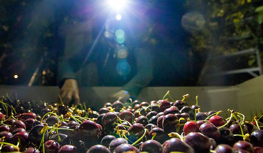 Estrella Martinez sorts Skeena cherries by the light of her headlamp on June 29 at G2 Orchards near Mattawa, Washington. Several Northwest cherry orchardists raced to set up harvest in the dead of night to beat the effects of a record-setting heat wave. (Ross Courtney/Good Fruit Grower)