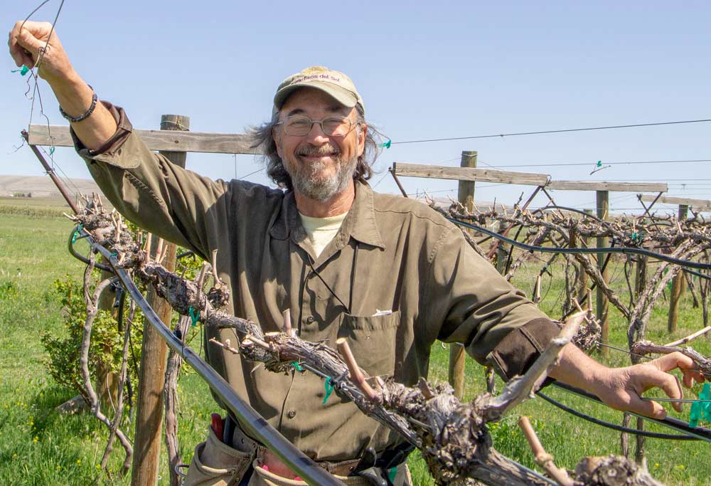 Paradisos del Sol owner Paul Vandenberg poses inside his V-trellised Chenin Blanc, which has not been sprayed in five years. (Kate Prengaman/Good Fruit Grower)