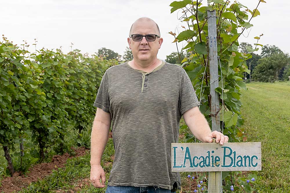 Steve Ells, viticultor y presidente de la Asociación de Productores de Uva de Nueva Escocia, se encuentra en una fila de L'Acadie Blanc, un híbrido blanco canadiense que se adapta perfectamente al clima de Nueva Escocia.  L'Acadie Blanc es la uva más popular de la provincia.  (Matt Milkovich/Buen Productor de Frutas)