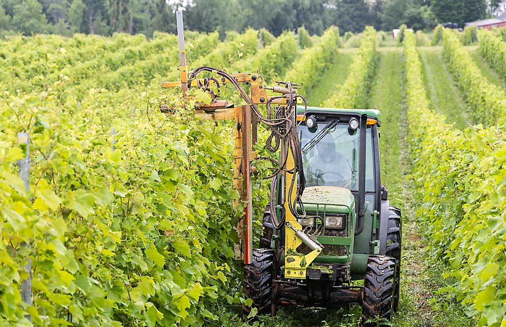 Hedging grapevines is an annual practice at Ellslea Farms in Nova Scotia, Canada. As at other vineyards in the province, grower Steve Ells lost most of his vinifera crop to a February freeze, but he still had to take care of his vines. (Matt Milkovich/Good Fruit Grower)