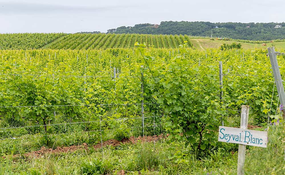 Nova Scotia’s gentle slopes, rich soils and maritime breezes make it a great place to grow wine grapes, especially hybrid varieties like Seyval Blanc that can better survive winter freezes. (Matt Milkovich/Good Fruit Grower)