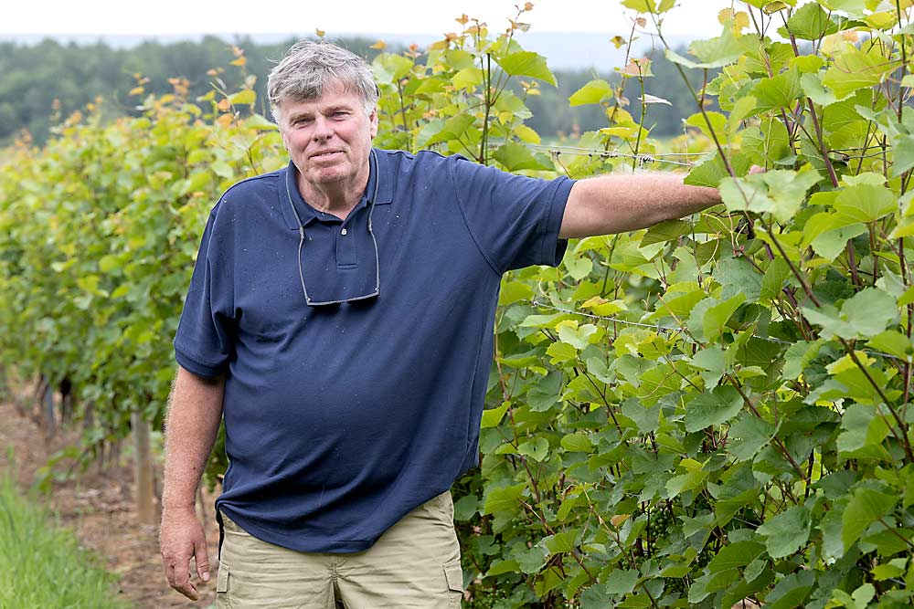 John Warner cultiva uvas para vino en Nueva Escocia desde hace más de 30 años y tiene la mayor superficie de cultivo de la provincia.  Una helada en febrero causó el mayor daño a los cogollos que jamás haya visto, pero sus vides sobrevivieron.  (Matt Milkovich/Buen Productor de Frutas)