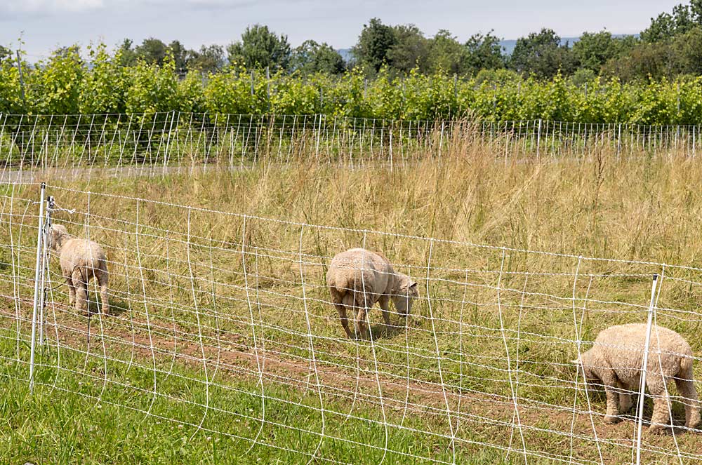 Lightfoot & Wolfville Vineyards uses babydoll sheep, a small sheep breed, for weed control and deleafing to meet its organic and biodynamic certification requirements. (Matt Milkovich/Good Fruit Grower)