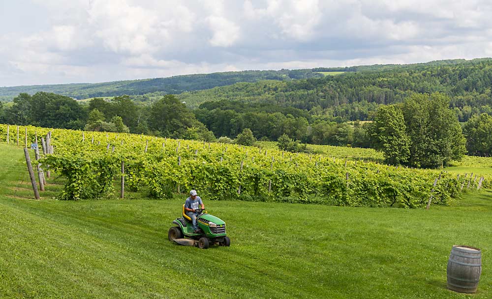 An employee mows the lawn at Benjamin Bridge winery in Nova Scotia’s Gaspereau Valley, a popular destination for tourists. Tourism drives much of the province’s wine consumption. (Matt Milkovich/Good Fruit Grower)